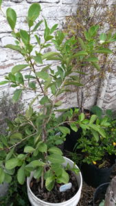 20161222_094757-araza-amarillo-1-floreciendo