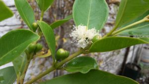 20161222_094758-araza-amarillo-1-flor