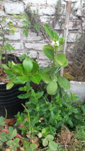 20161222_095207-araza-amarillo-2-floreciendo