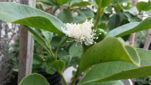 20161222_095208-araza-amarillo-2-flor