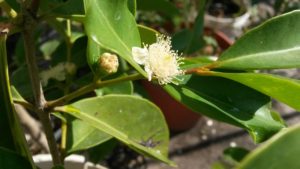 20161226_162453-guayaba-fresa-1-flor