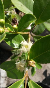 20161226_162513-guayaba-fresa-1-flores