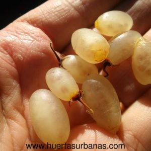 Uvita de Campo (Salpichroa origanifolia) – Rare Argentine Native Seeds