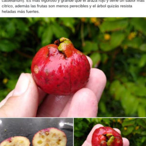 Arazá serrano (Psidium longipetiolatum) (Late March Pre-sale)