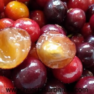 (New!) Guaporetí (Plinia rivularis)