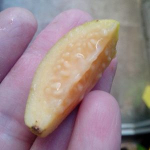 Arazá johvy (Psidium aff. guineense)