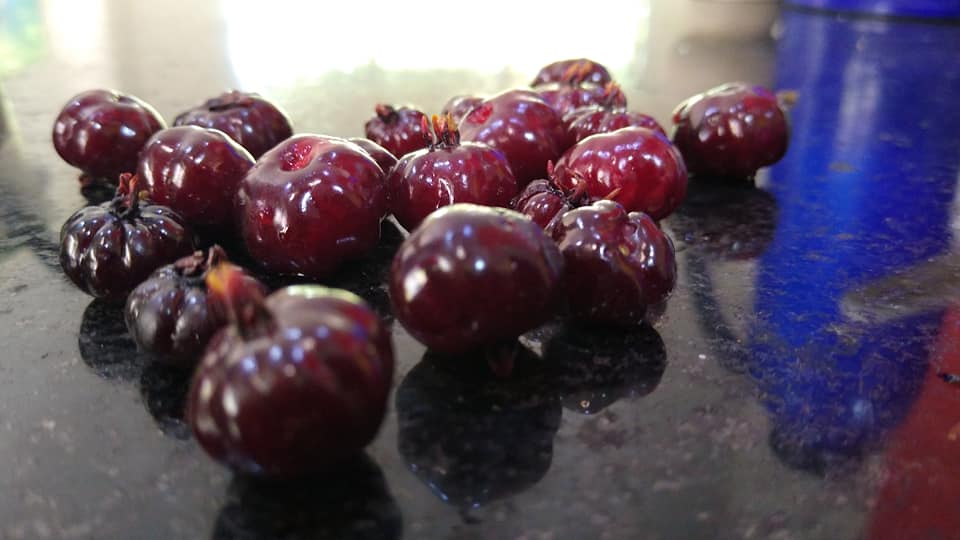 Pitanga, very productive small sweet black Junin