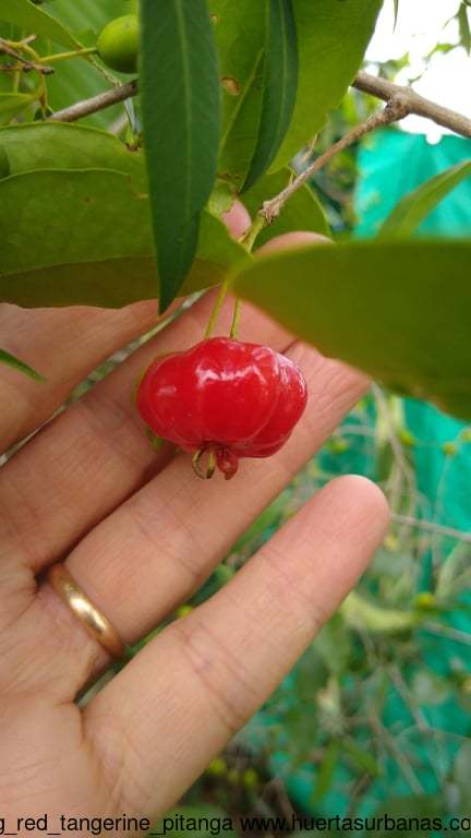 Big red tangerine pitanga - Image 3
