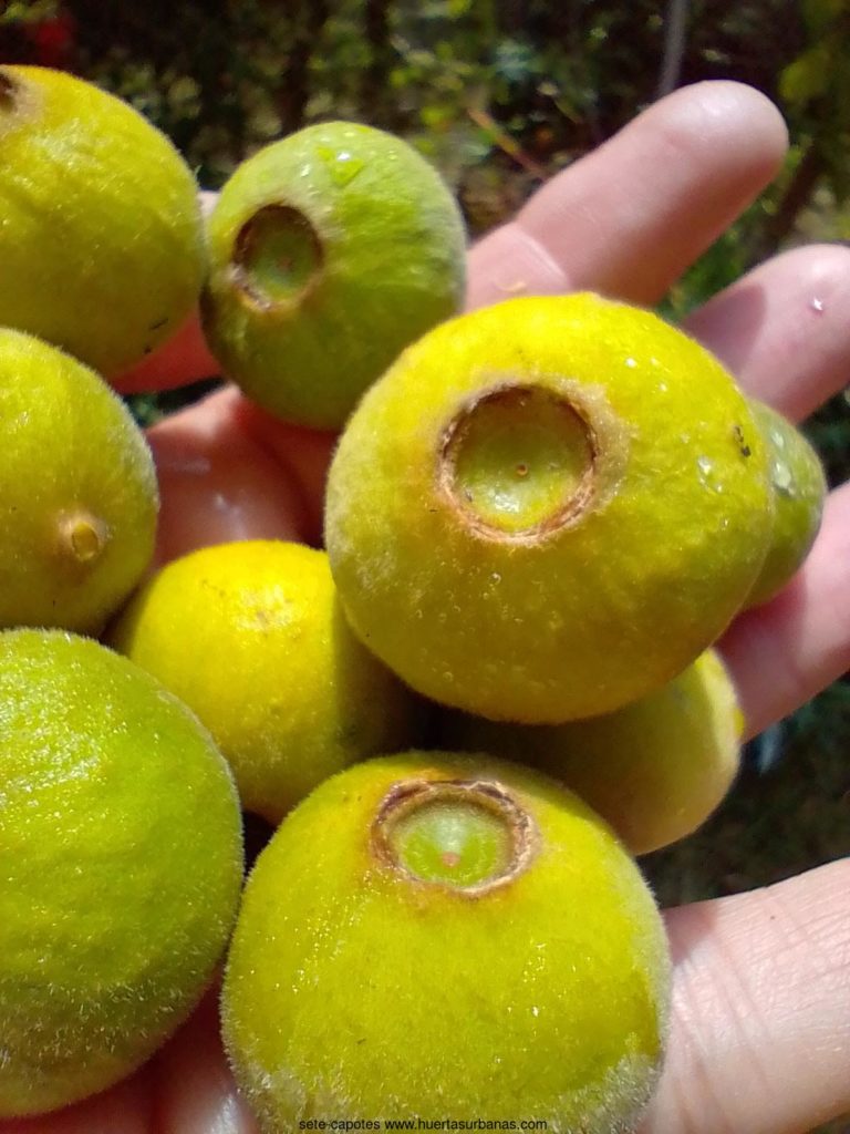 sete capotes fruit