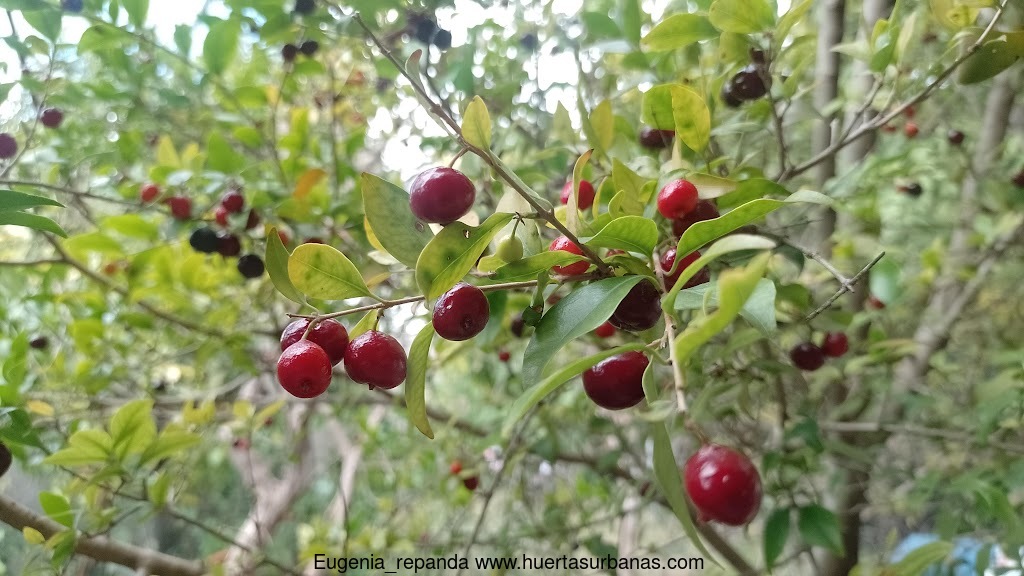 Black ñangapiré (Eugenia repanda), New Fresh Stock! - Image 4