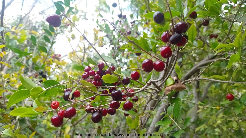 Black ñangapiré (Eugenia repanda), New Fresh Stock! - Image 3
