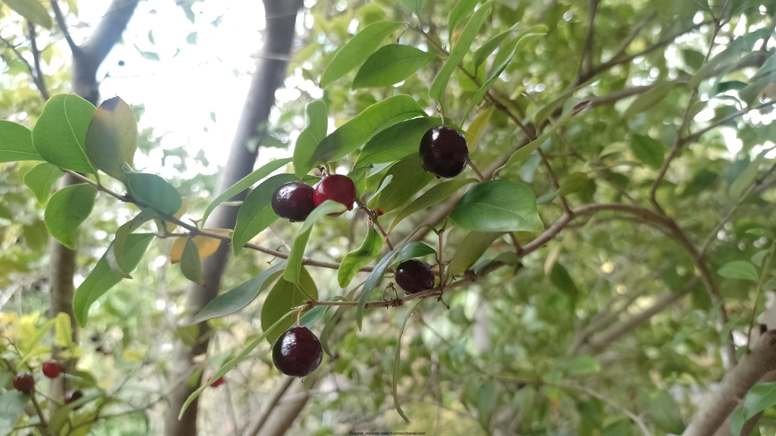 Black ñangapiré (Eugenia repanda), New Fresh Stock! - Image 2