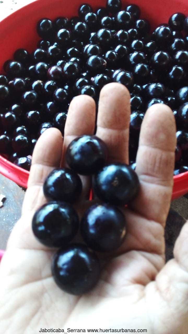 (New!) Jaboticaba de Capiovi (Plinia sp.) - Image 2