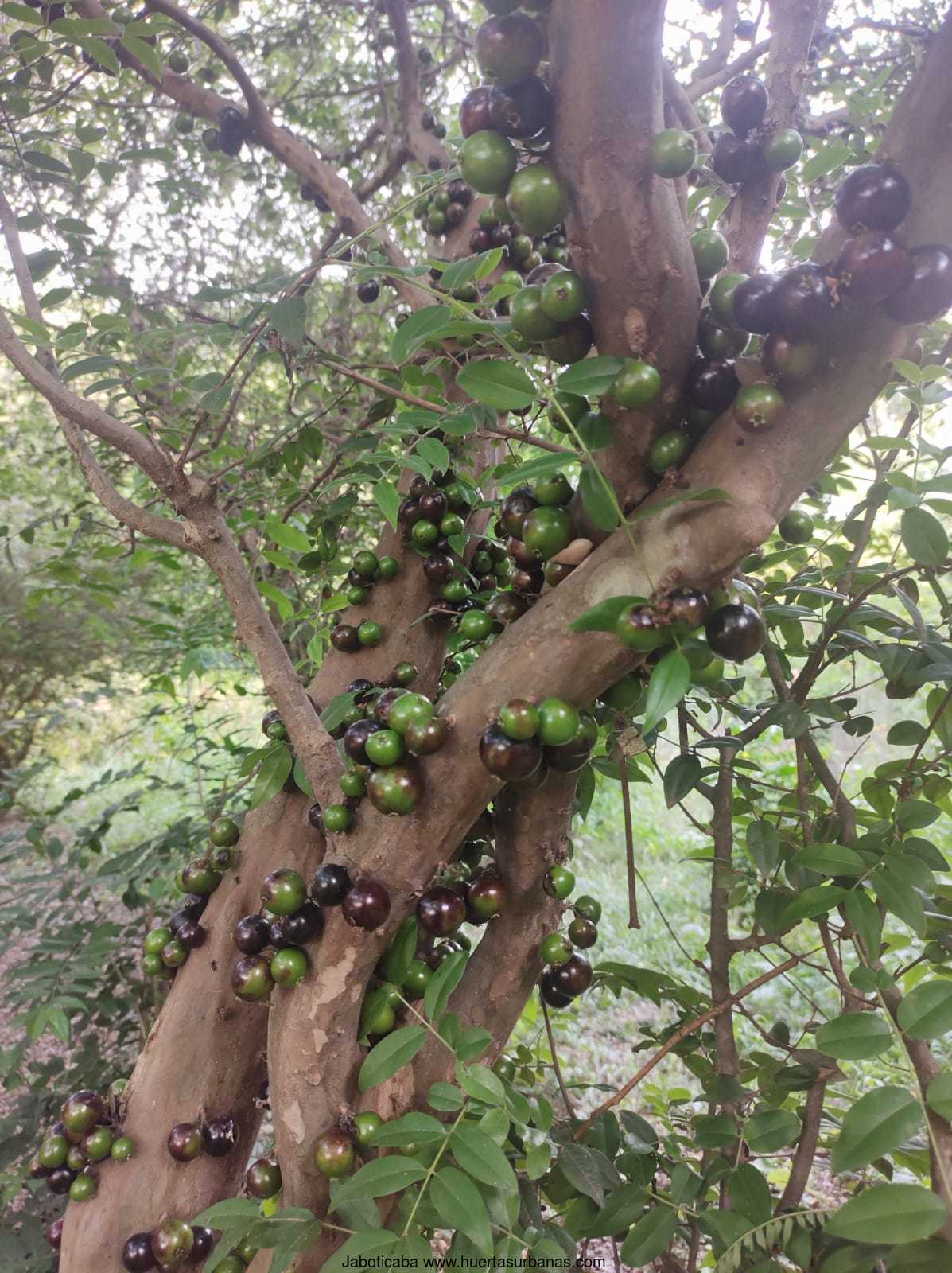 Hardy Corrientes Jaboticaba (25 seeds pack offer) - Image 2
