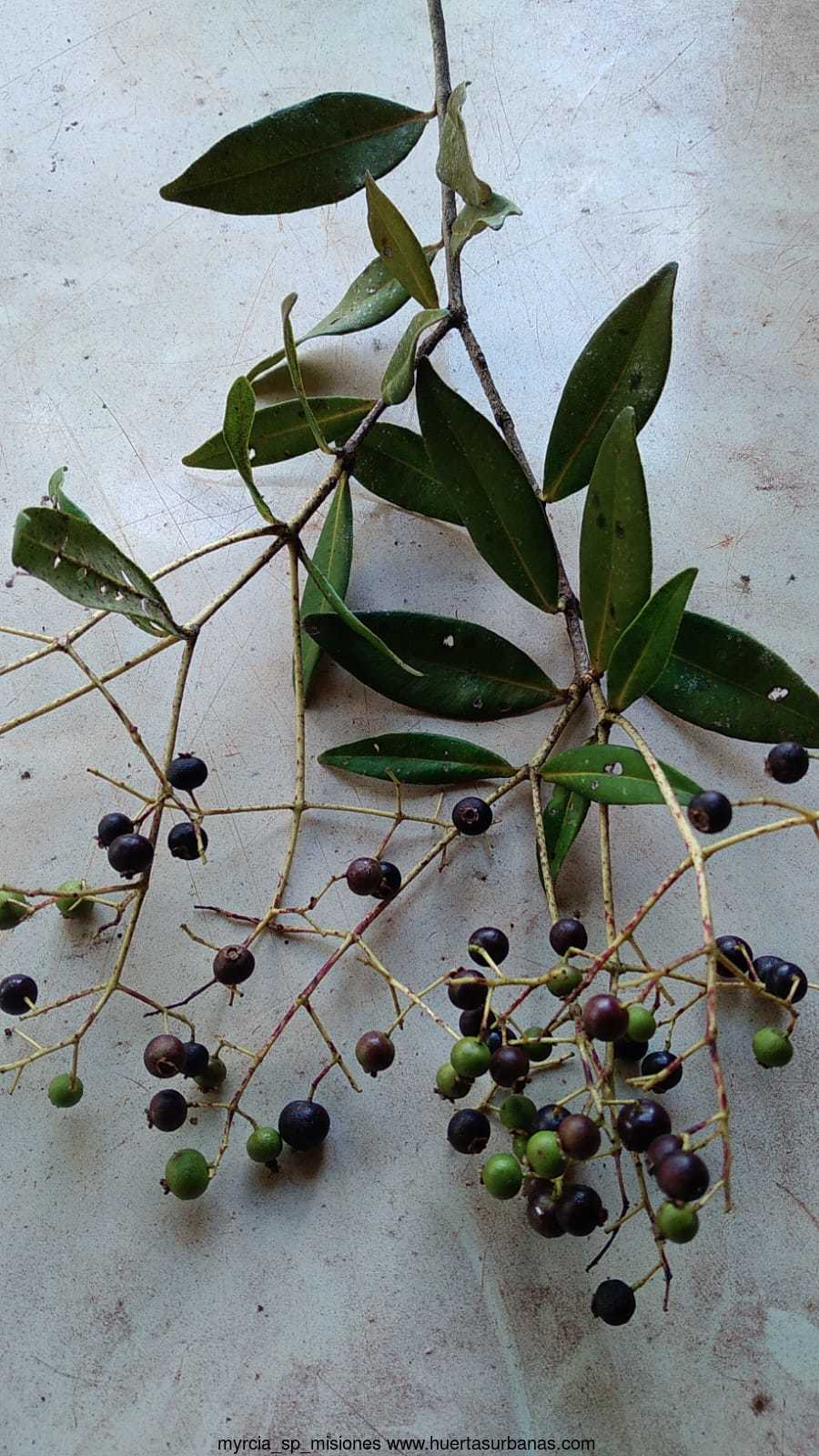 Myrcia sp.(ultra rare)