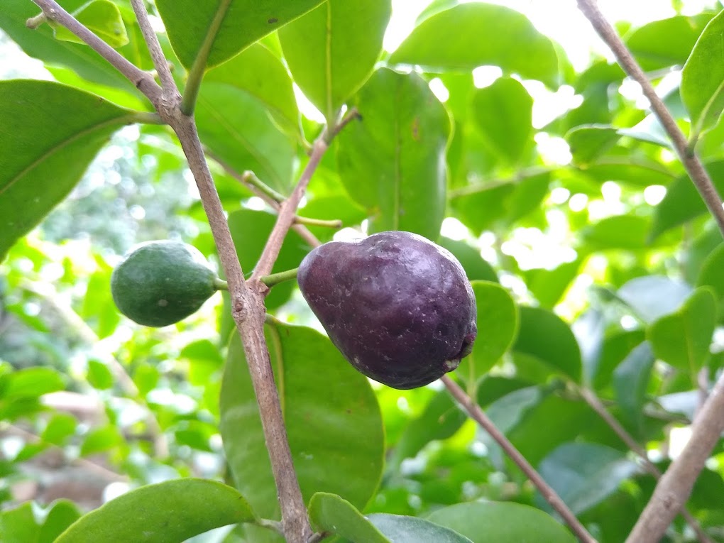 Araçá-una (P. myrtoides) - Image 4