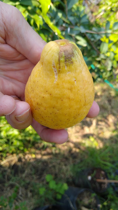 Rare Tropical Guava: full yellow (Amarela) - Image 2