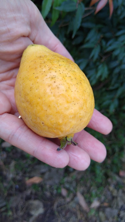 Rare Tropical Guava: full yellow (Amarela) - Image 3