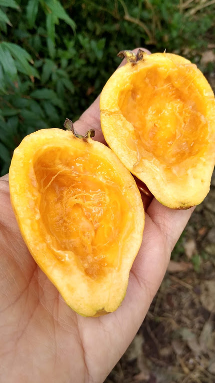 Rare Tropical Guava: full yellow (Amarela) - Image 4