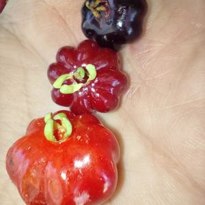 Pitanga, Mid-size sweet red, Junín (Limited stock)