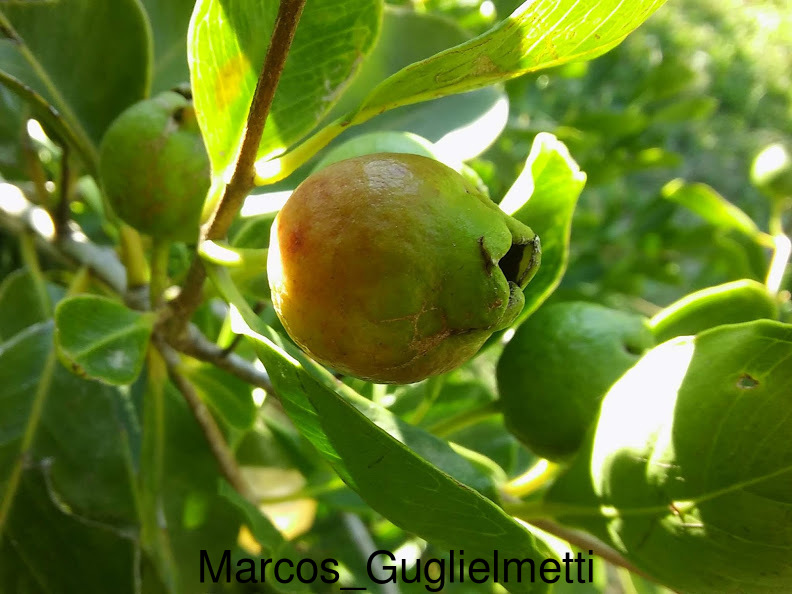 Arazá serrano (Psidium longipetiolatum) (Late March Pre-sale) - Image 12