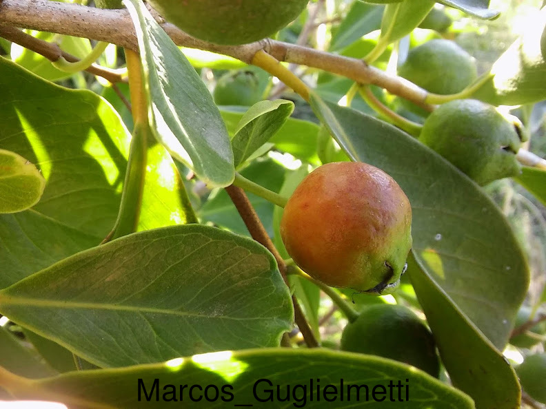 Arazá serrano (Psidium longipetiolatum) (Late March Pre-sale) - Image 11