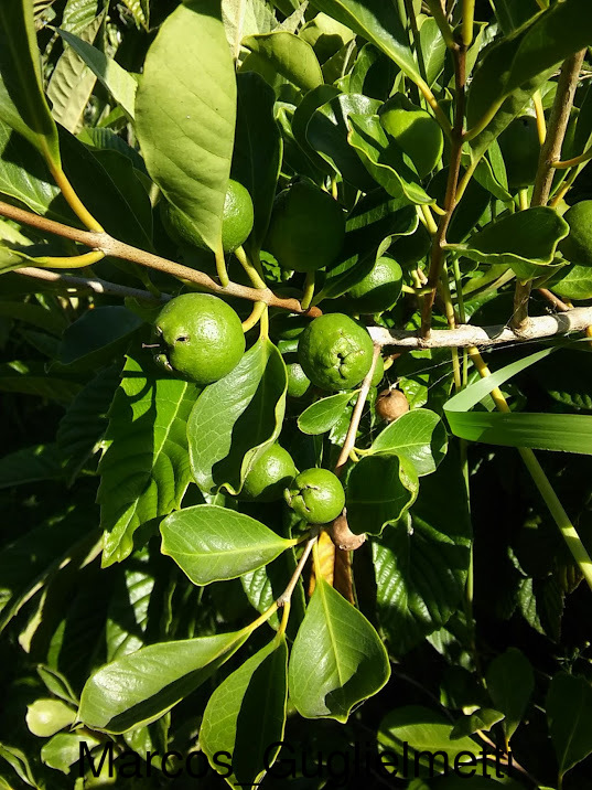 Arazá serrano (Psidium longipetiolatum) (Late March Pre-sale) - Image 10