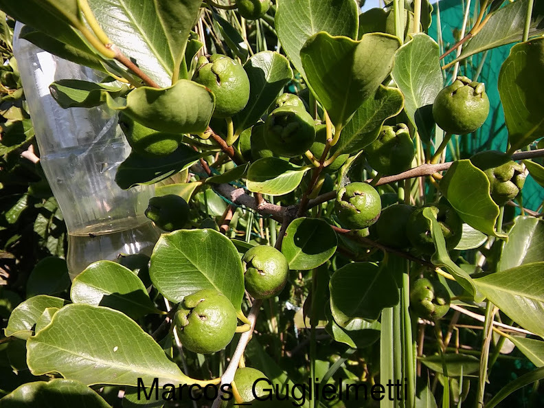 Arazá serrano (Psidium longipetiolatum) (Late March Pre-sale) - Image 9