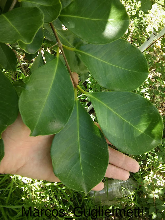 Arazá serrano (Psidium longipetiolatum) (Late March Pre-sale) - Image 8