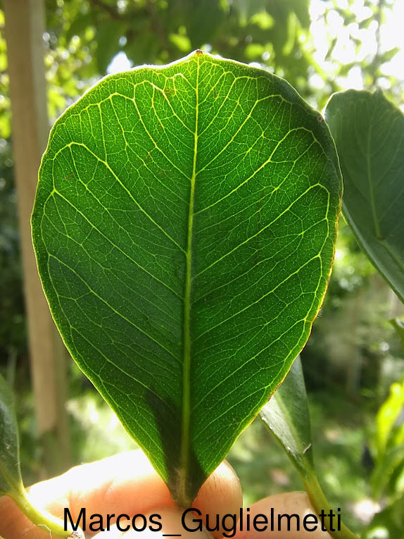 Arazá serrano (Psidium longipetiolatum) (Late March Pre-sale) - Image 7