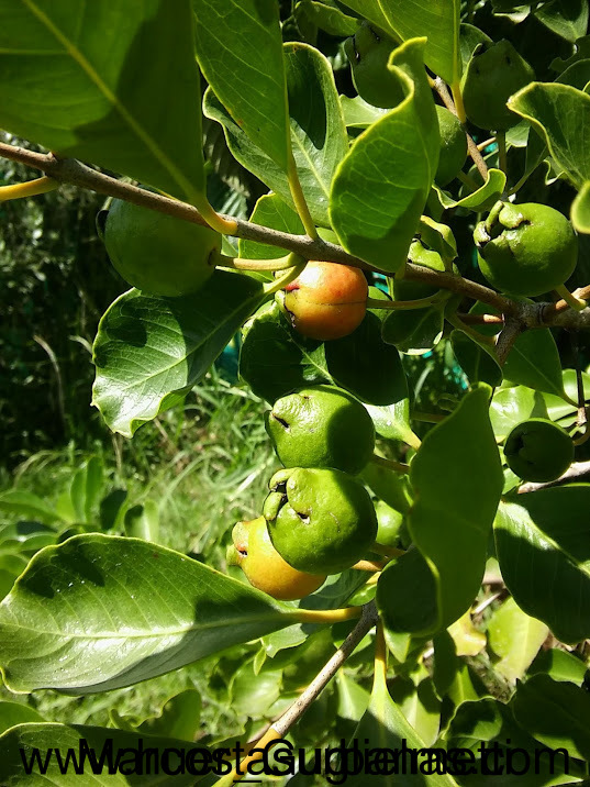 Arazá serrano (Psidium longipetiolatum) (Late March Pre-sale) - Image 3