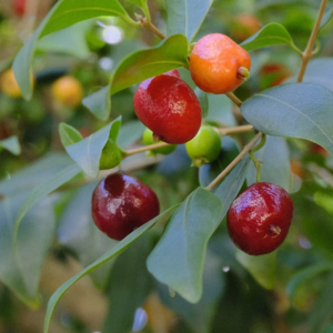 Black ñangapiré (Eugenia repanda), New Fresh Stock!