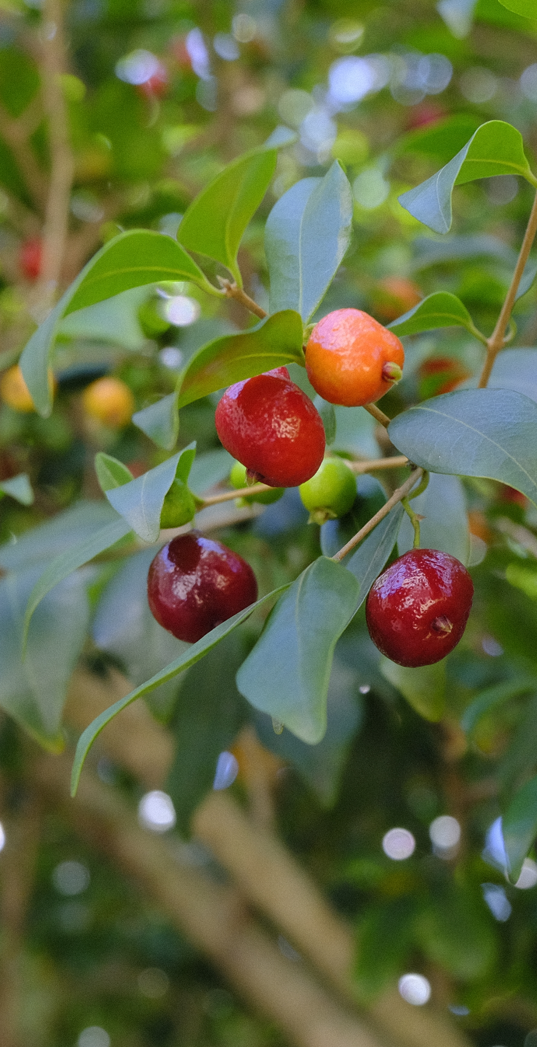 Black ñangapiré (Eugenia repanda), New Fresh Stock!