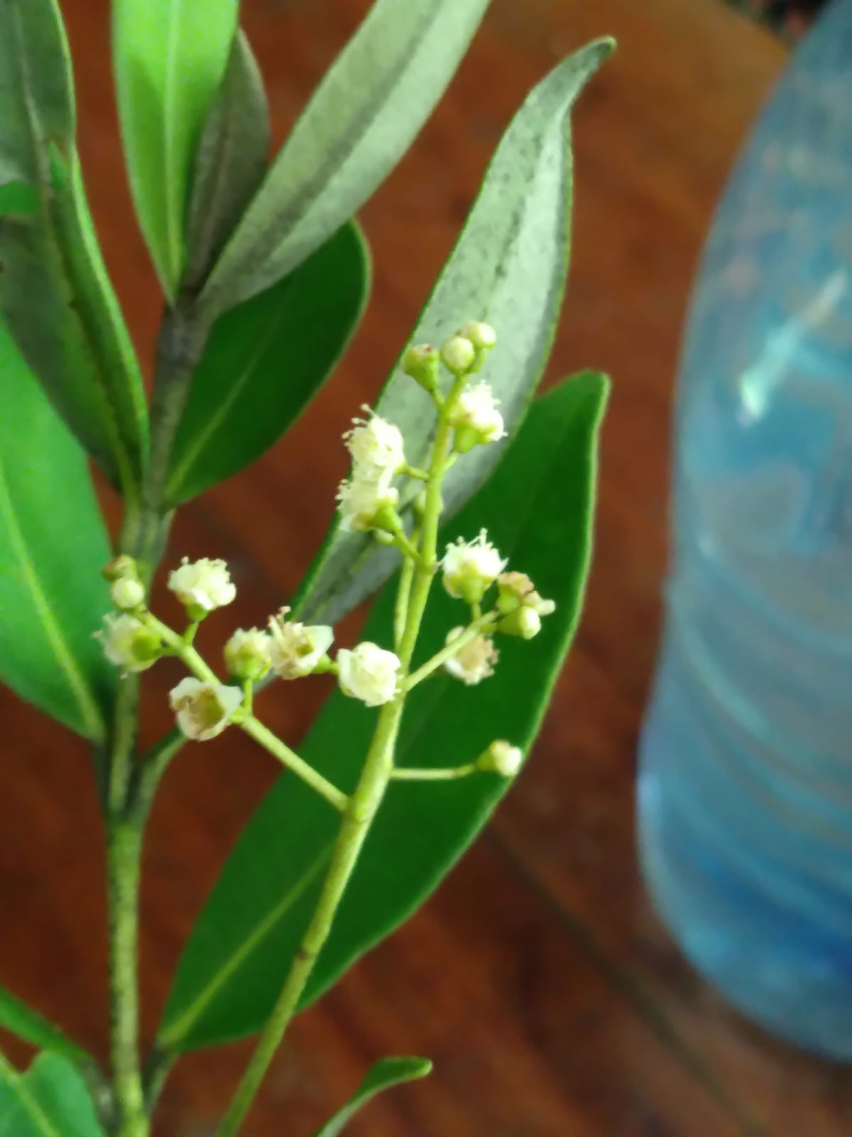 Myrcia sp.(ultra rare) - Image 2