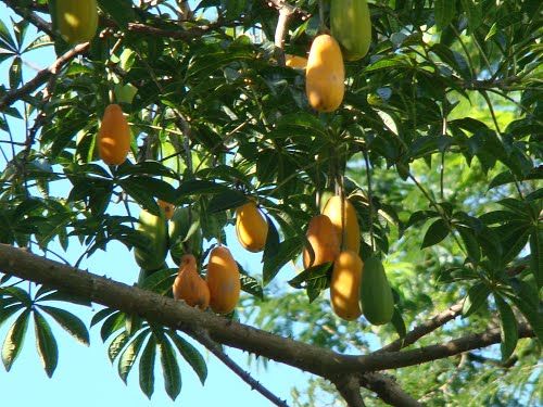 Yacaratiá (Jacaratia spinosa) (sprouted) - Image 2