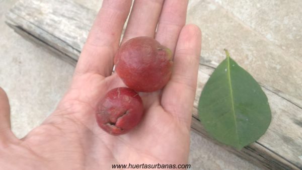 Arazá serrano (Psidium longipetiolatum) (Late March Pre-sale) - Image 4