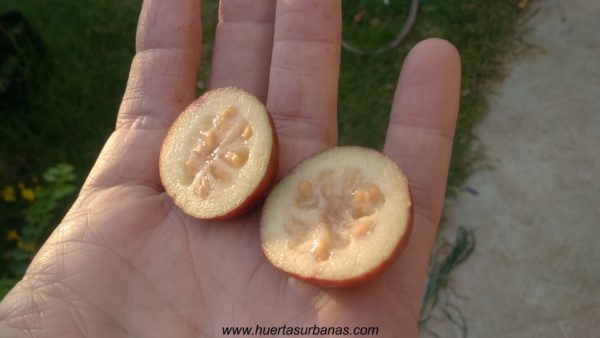 Arazá serrano (Psidium longipetiolatum) (Late March Pre-sale) - Image 5