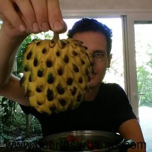 Biribá from Misiones (cold adapted rollinia)