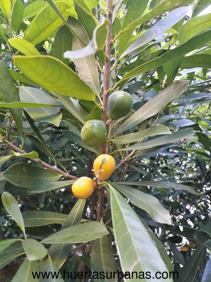 Abiu-mirim or aguaí (Chrysophyllum viride) - Image 6