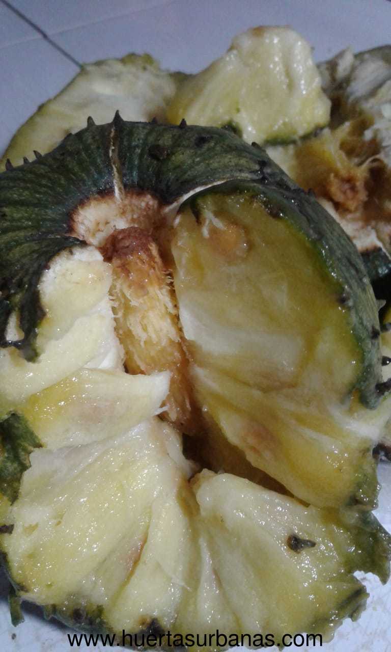 Graviola de montaña, sweet (Annona montana) (Late March Pre-sale)
