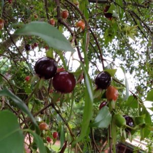 Rounded Black Cherry of the Rio Grande (E. involucrata)