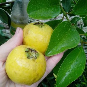 Arazá grande (Psidium robustum) / Rare