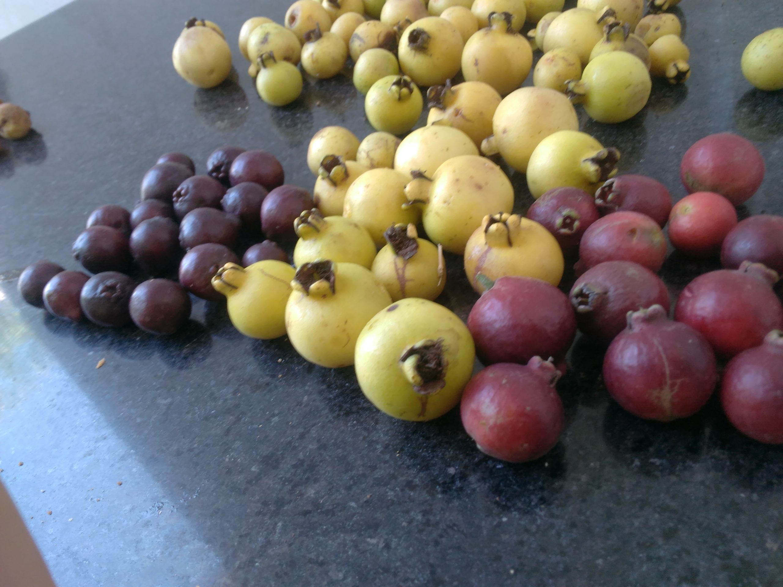 Lemon guava (Psidium cattleianum var. lucidum)