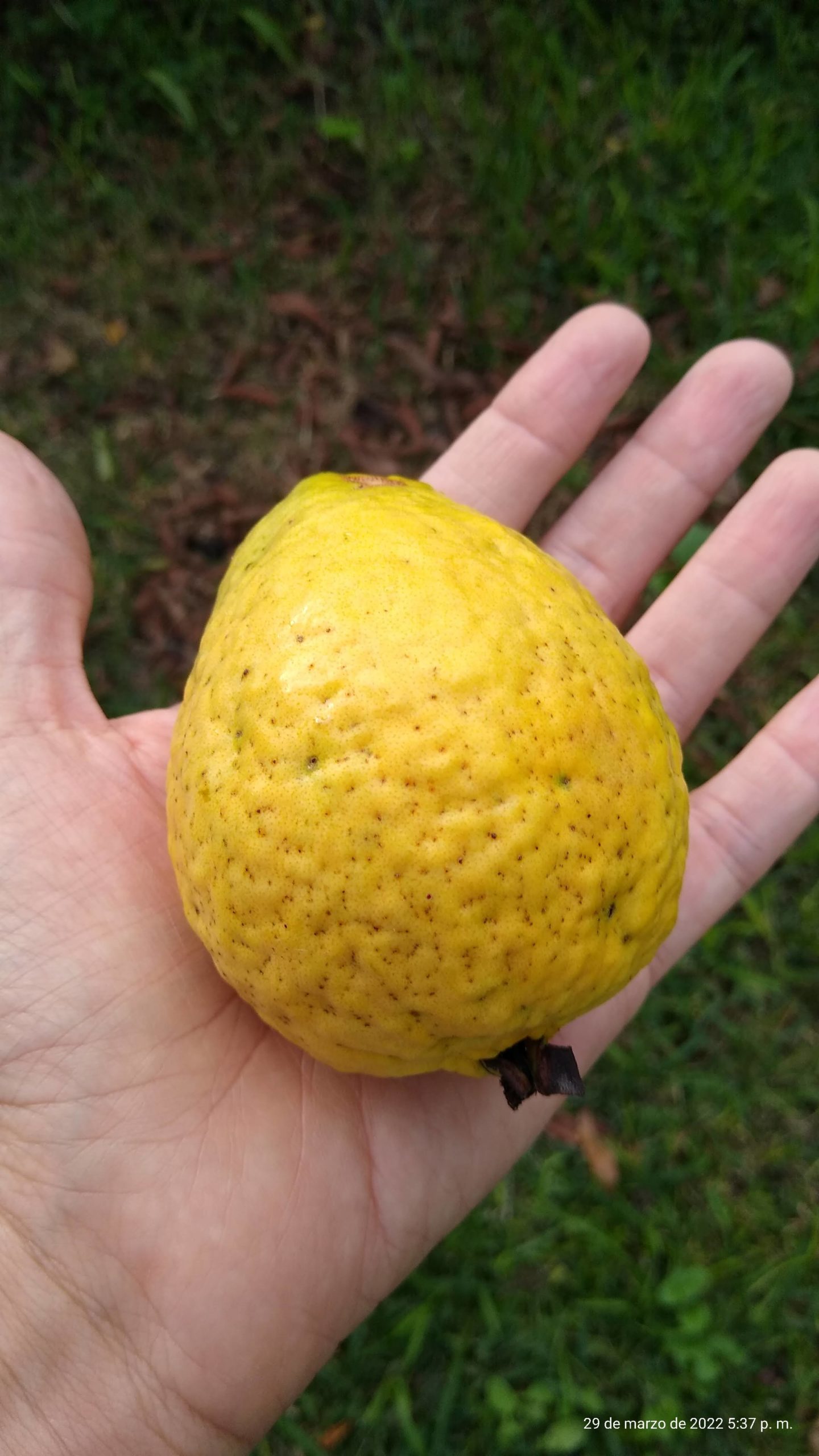 Paraguayan Tropical Guava