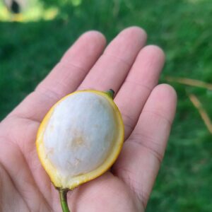Sprouted! "Guacopary" (Garcinia guacopary S. Moore) (ultra rare!)
