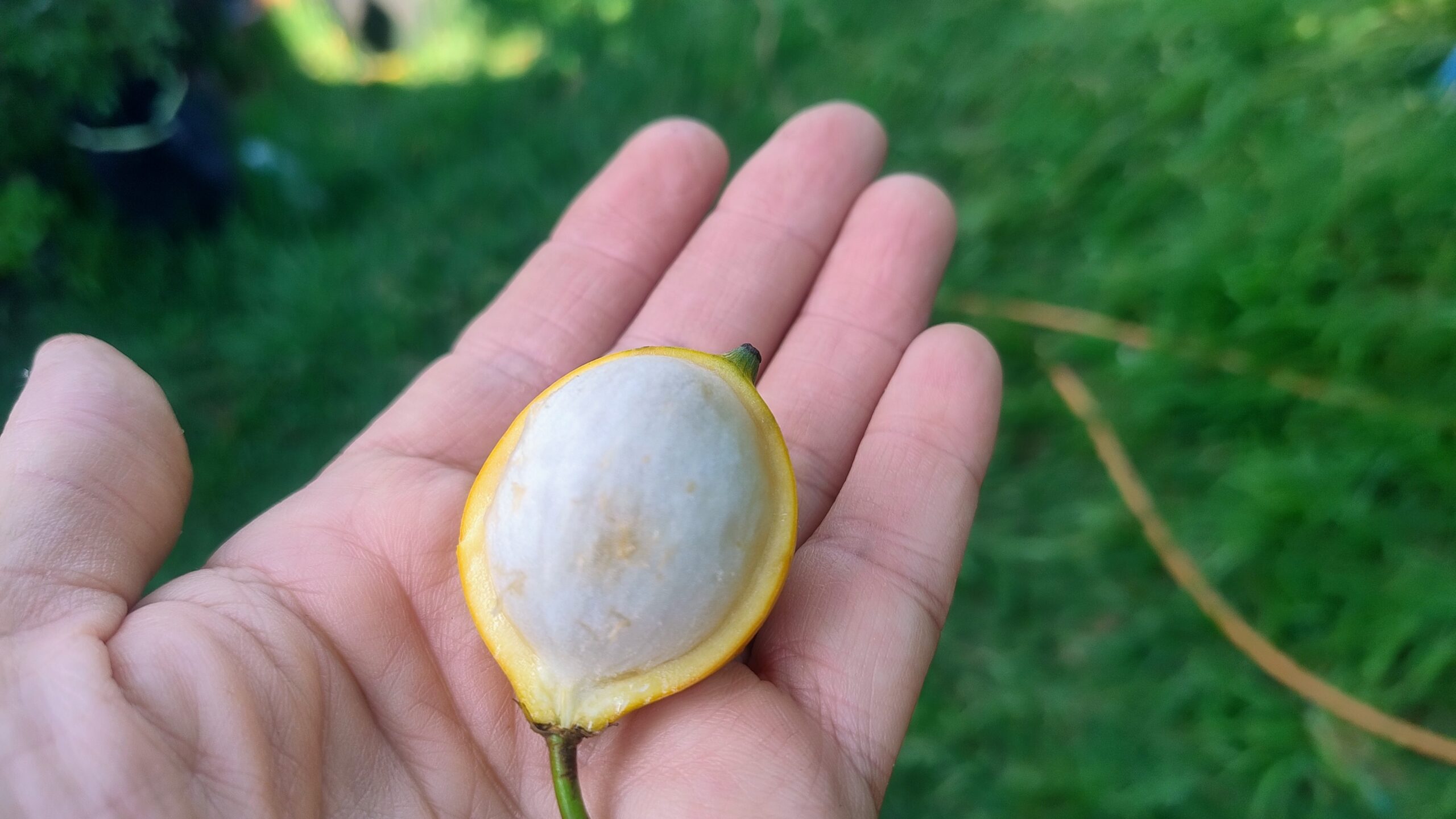 Sprouted! "Guacopary" (Garcinia guacopary S. Moore) (ultra rare!)