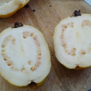 White guava: Camino Laguna