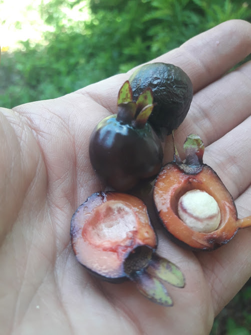 Dark Red Cherry of the Rio Grande – Rounded Variety (New)