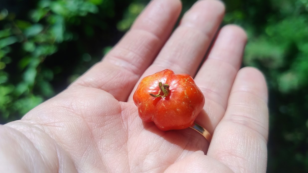 Big Orange Pitanga – A very Rare and Exotic Tropical Delight! (new!)