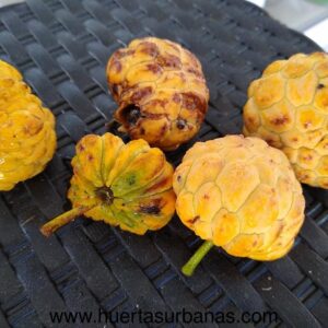 Annona parviflora Seeds: araticú da praia (Very rare!) / May-Jun Pre-Sale